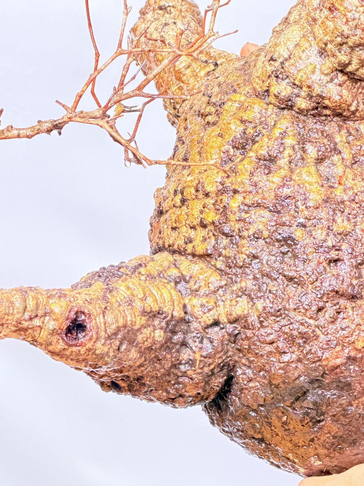 オペルクリカリア パキプス