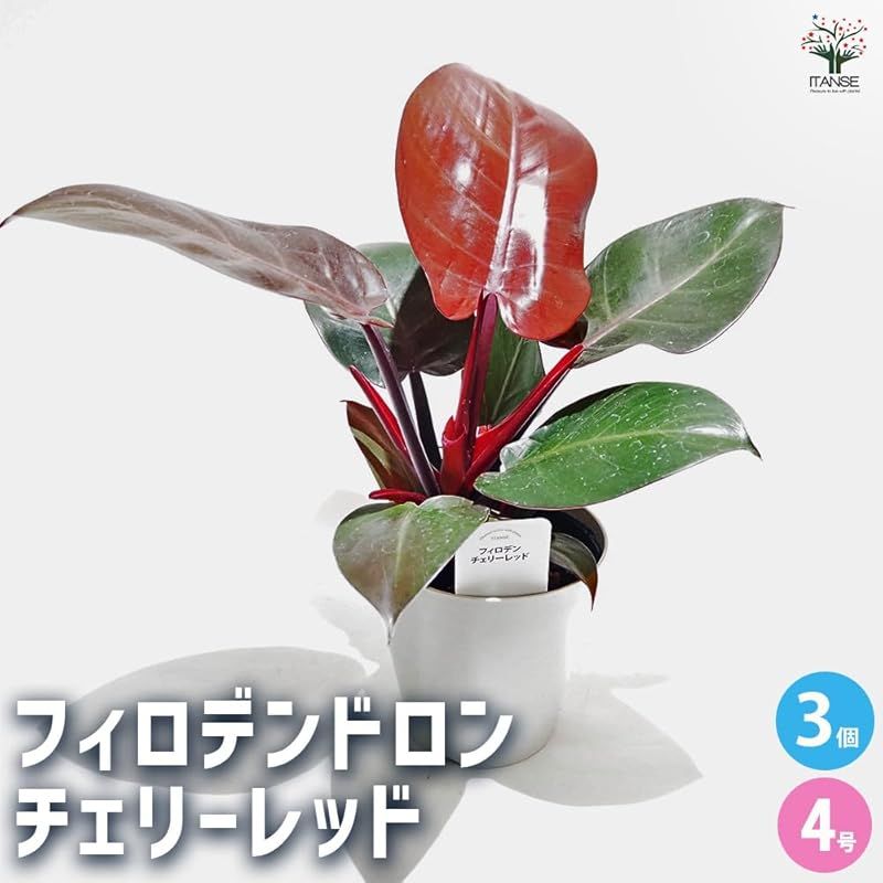 ＩＴＡＮＳＥ フィロデンドロン チェリーレッド 4号 3個セット 品種で選べる観葉植物 学名 Philodendron Cherry Red サトイモ科 非耐寒性常緑多年草●新芽は鮮やかな赤色で展開し 成長とともに徐々に緑色へと変化していきます
