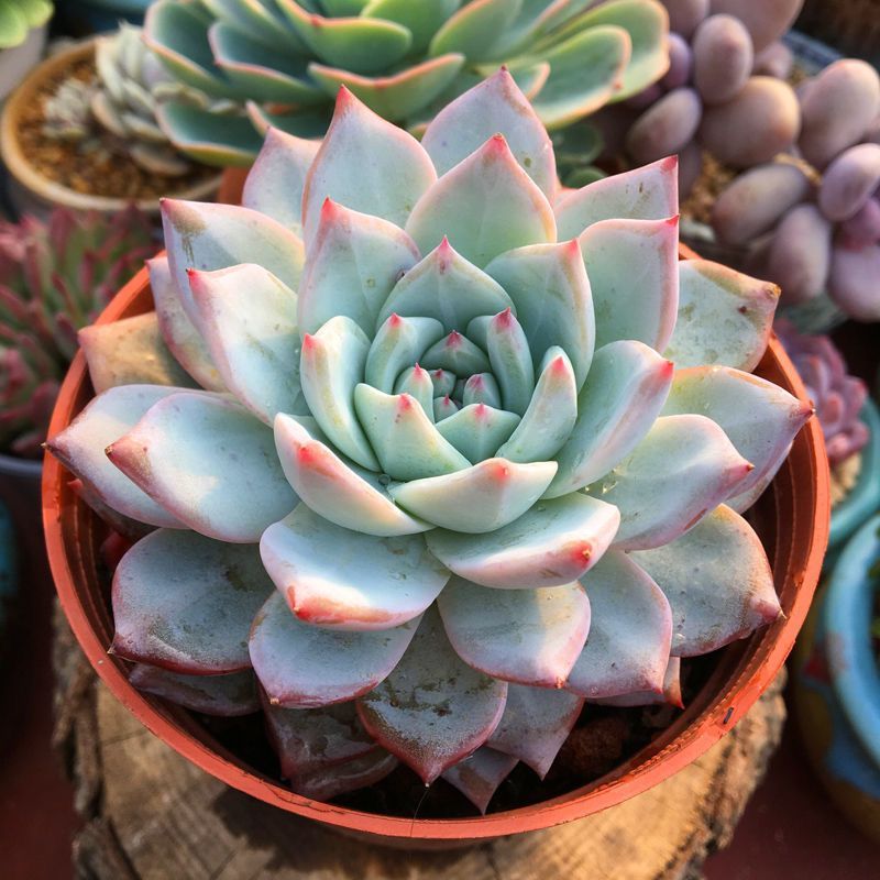 Pink Blue Bird エケベリア 超美苗 大苗 多肉植物 韓国苗 - メルカリ