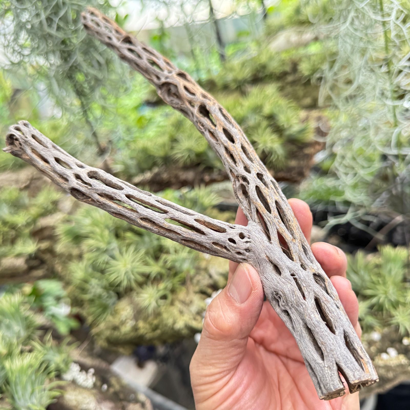 ミニスケルトンウッド Y枝(大)のみ出品 : 長さ30cm×最大幅11.5cm×主軸 