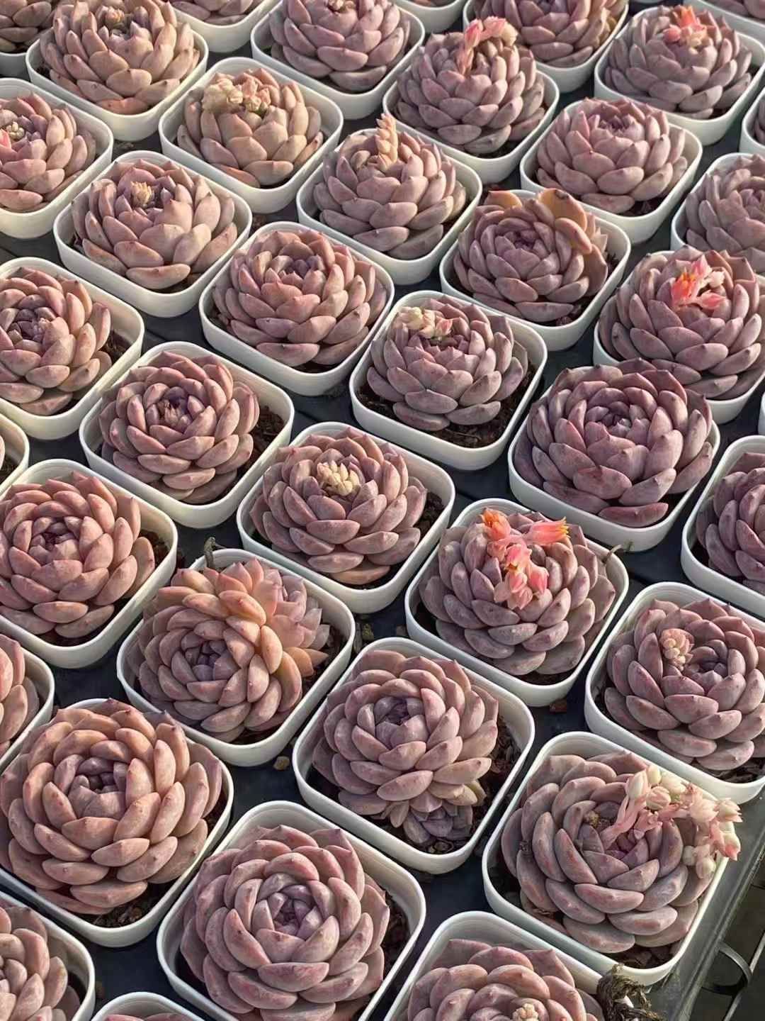 QS1010×50 オクヒョウハク 抜き苗 多肉植物 アエオニウム エケベリア 韓国苗 YUZUMIYA_COM