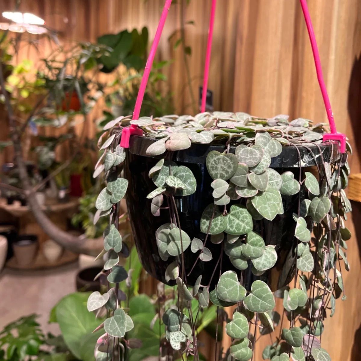 多肉植物✿ハートカズラ ハートカズラ レディーハート 多肉植物 ピンク 多肉 観葉植物