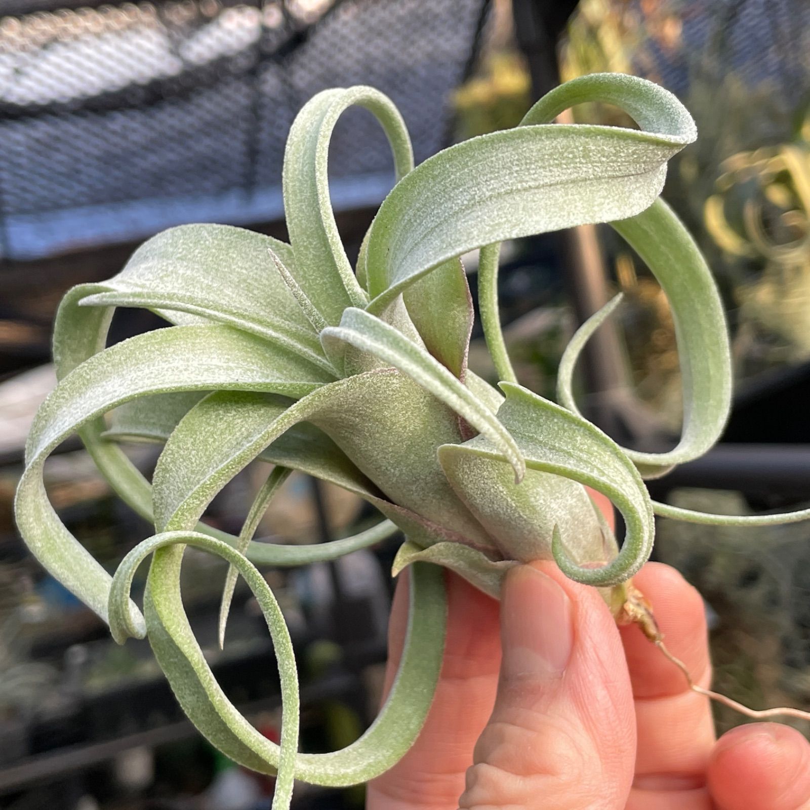 チランジア カーリースリム Tillandsia Curly Slim (Tillandsia