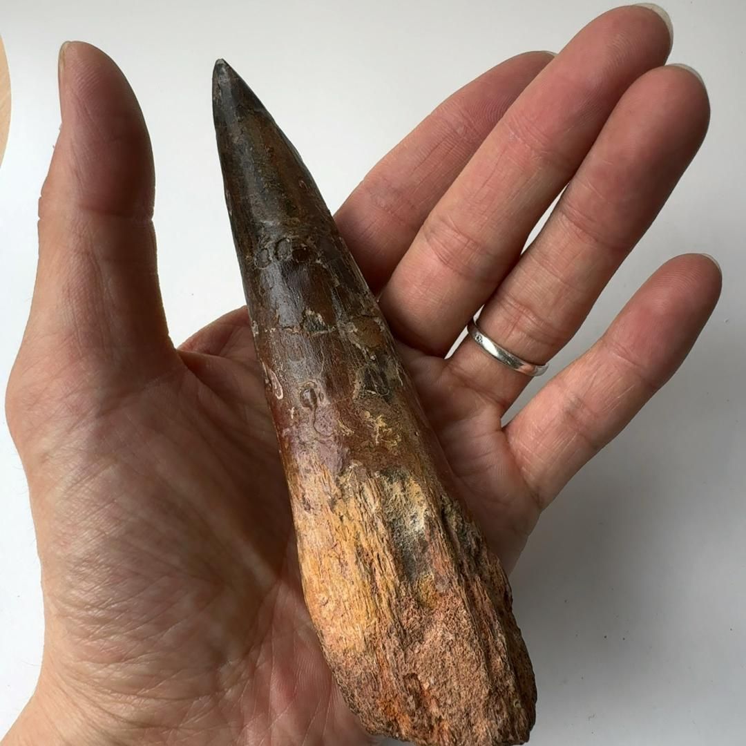 E24840】本物 特大 スピノサウルスの歯化石 スピノサウルス 歯