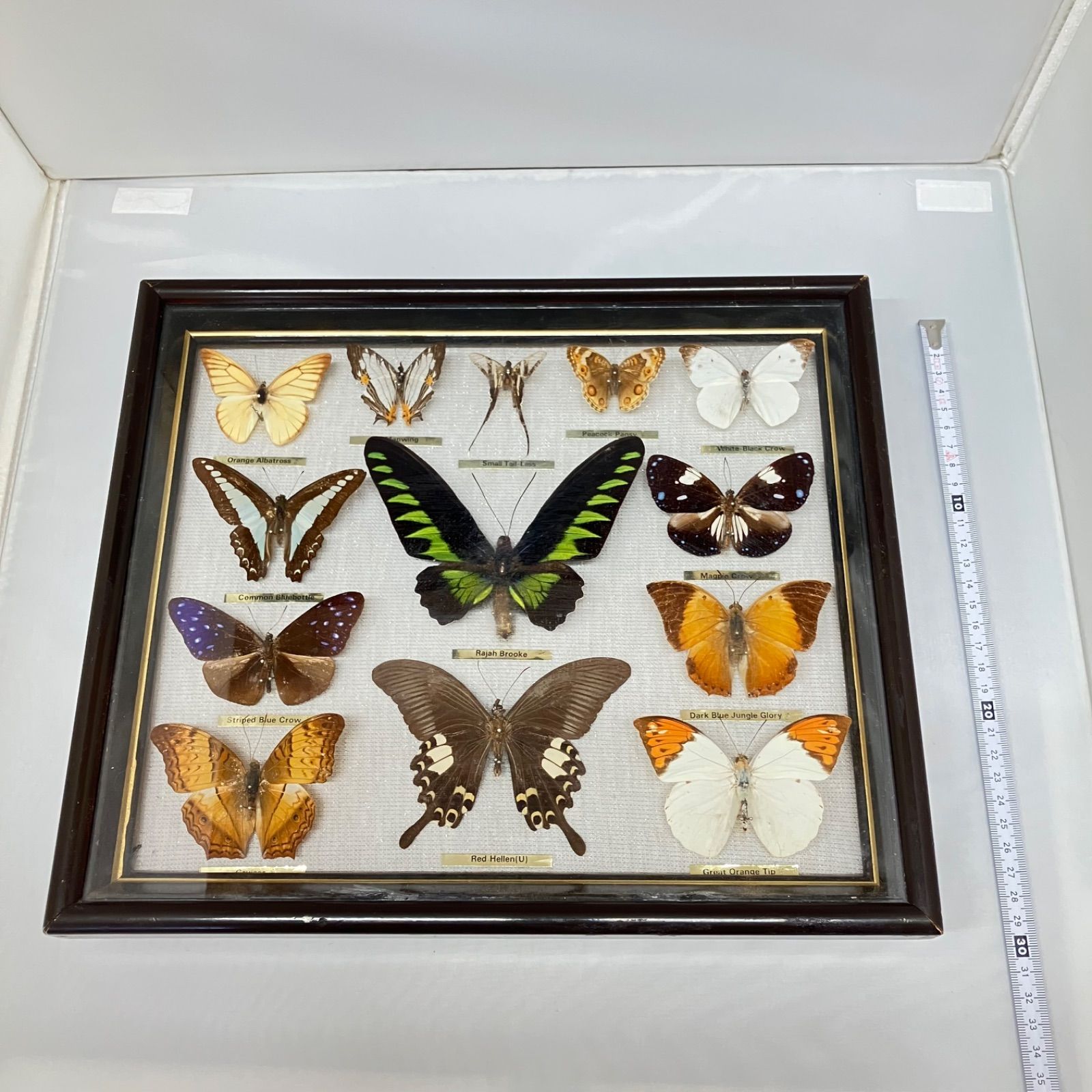 ウラナミンシロチョウ ダークブルージャングルグローリー