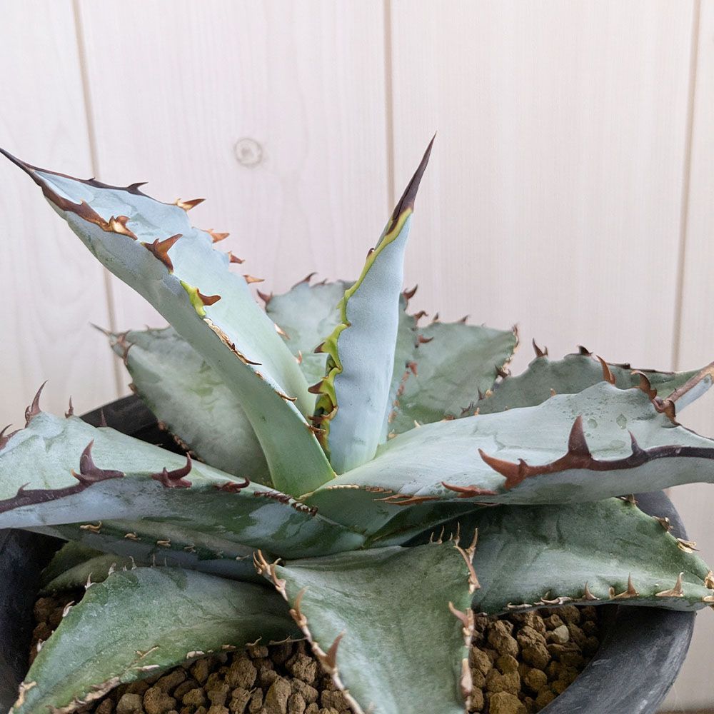 観葉植物 アガベ チタノタ 5号【現品】黒プラスチック鉢 多肉植物 受皿