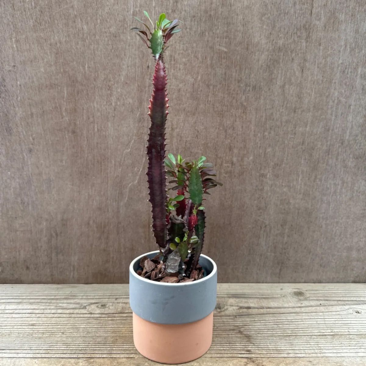 ユーフォルビア 紅彩雲閣 鉢植え Euphorbia trigona f. rubra ユーフォルビア属 赤色彩雲閣 現品 観葉植物 観葉 植物 珍奇 植物 珍奇 珍しい レア 希少 多肉植物 多肉 カクタス インテリア プレゼント - メルカリ