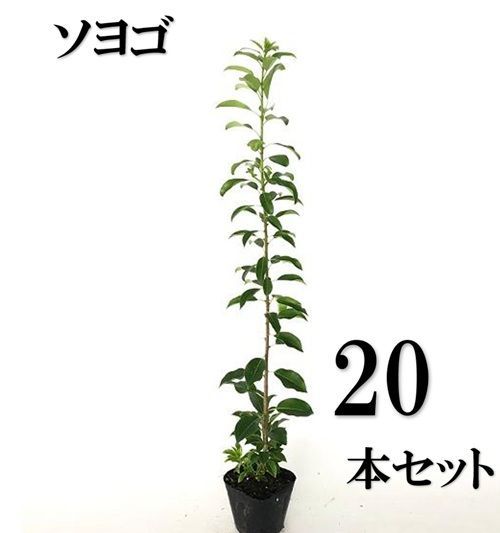 20本セット ソヨゴ樹高0.5m前後10.5cmポット