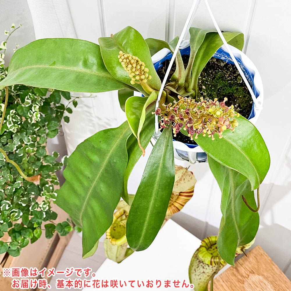 PLANCHU 食虫植物 ネペンテス ダイエリアナ 5号吊り鉢 育て方