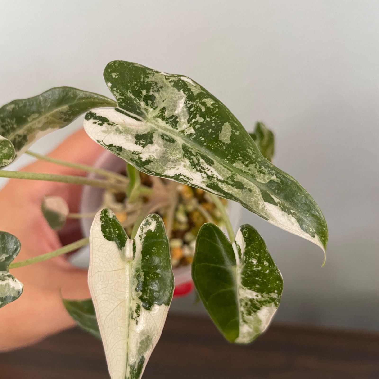 アロカシア バンビーノ ピンク斑入り Alocasia Bambino pink Variegated