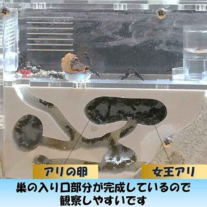 アリの巣観察キット(完成) 楽天市場】アリの巣観察キット 自由研究 昆虫採集セット 飼育