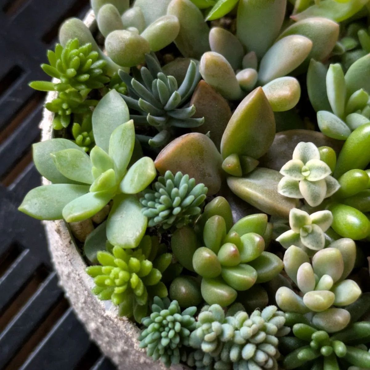 多肉植物 カット苗 寄せ植えセット 7.5センチ缶 - メルカリ
