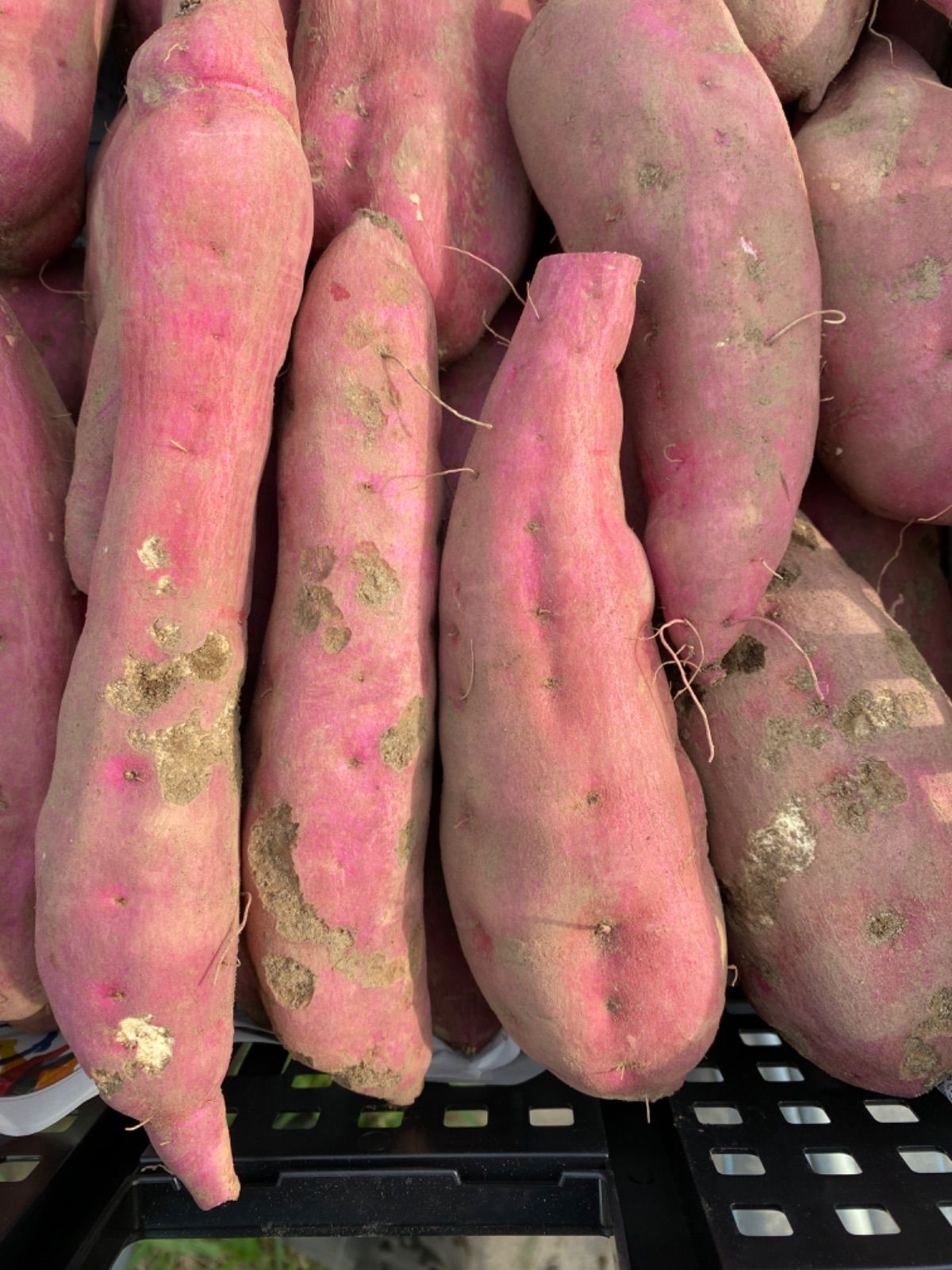 専用出品 - メルカリ