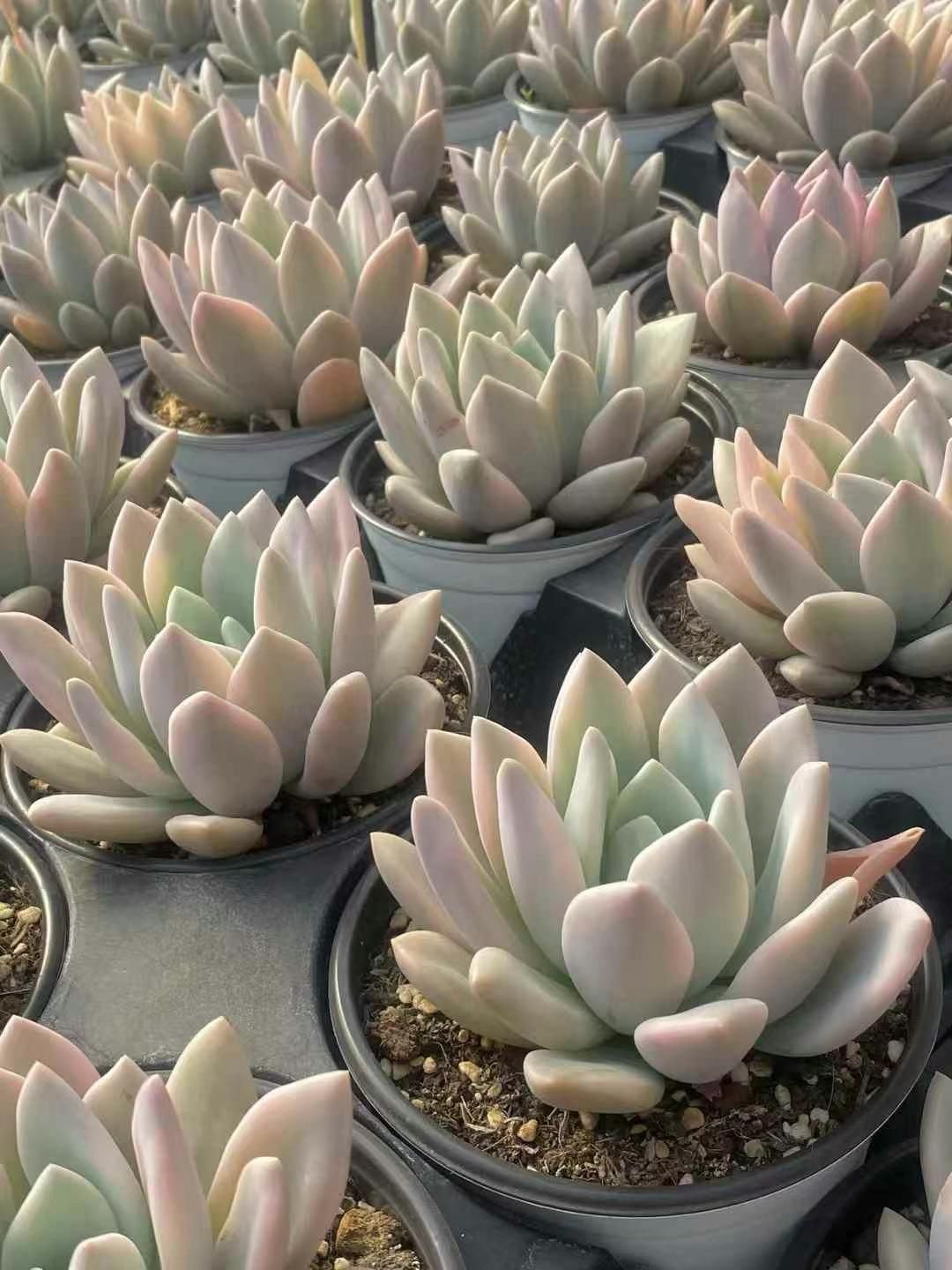 抜き苗 オプリーナ錦 MY217×15株 ふっくら 多肉植物 エケベリア
