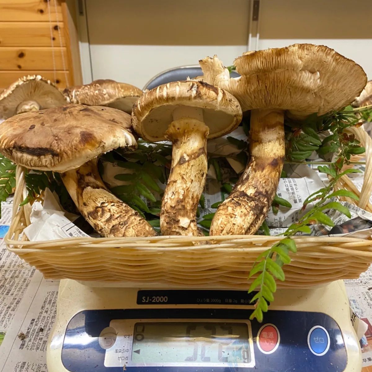 北海道　松茸　500g ③ 楽天市場】 松茸 : 明治屋 北海道の野菜＆食品