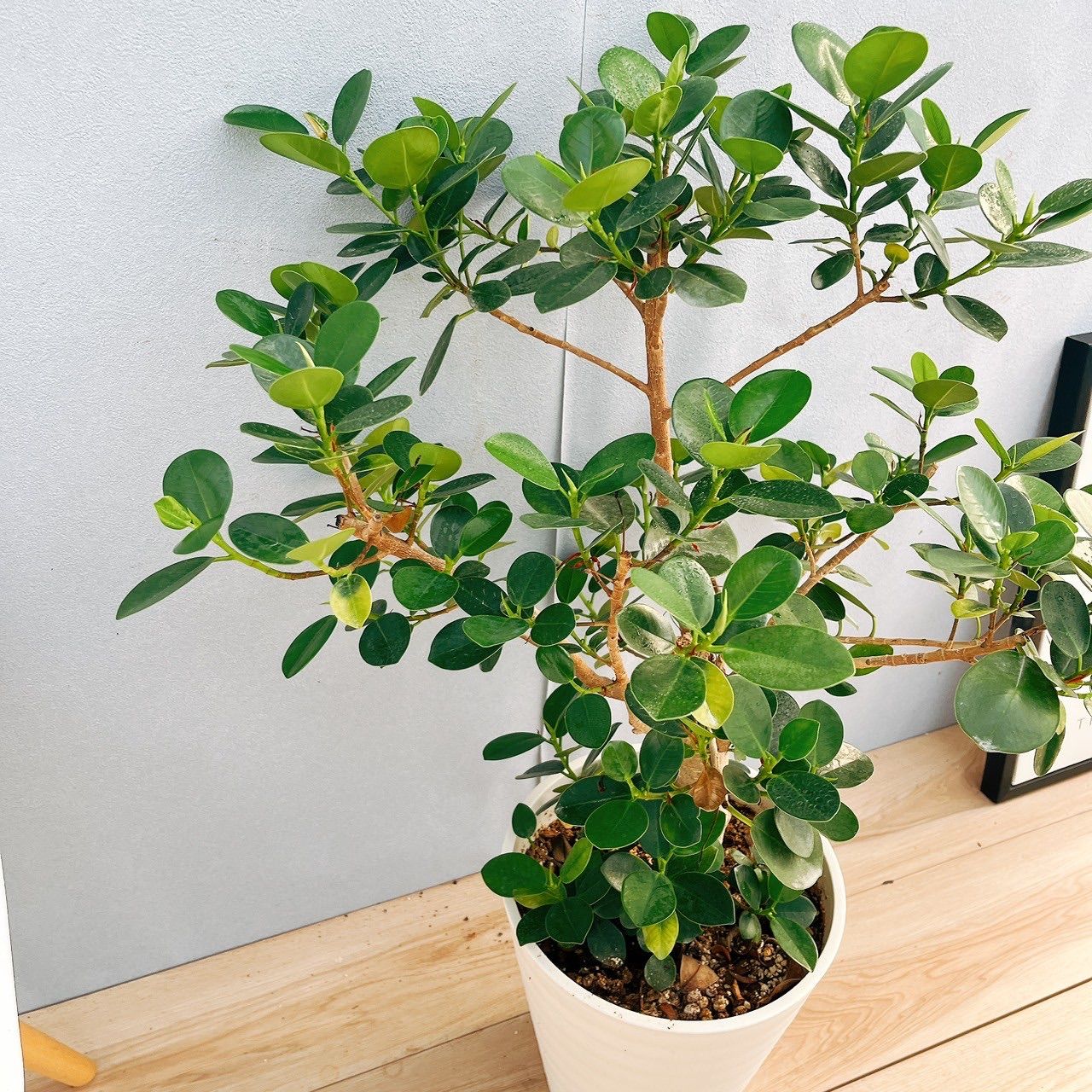 現品］【希少】I パンダガジュマル 8号 観葉植物 室内 レア ゴムの木