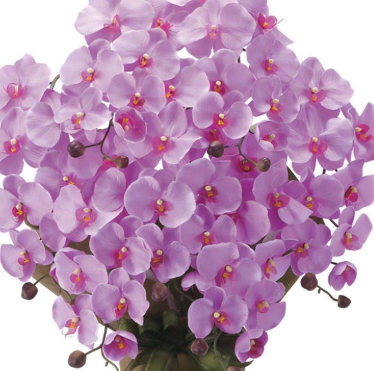 光触媒 人工観葉植物 フェイクグリーン エレガント胡蝶蘭7本立LAV@@