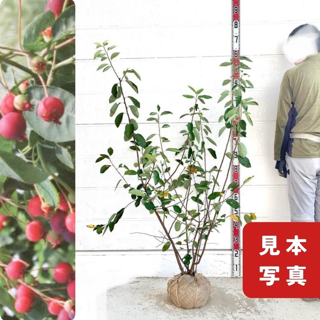 株立ち ジューンベリー 約150cm 大株 白花 果樹 苗木