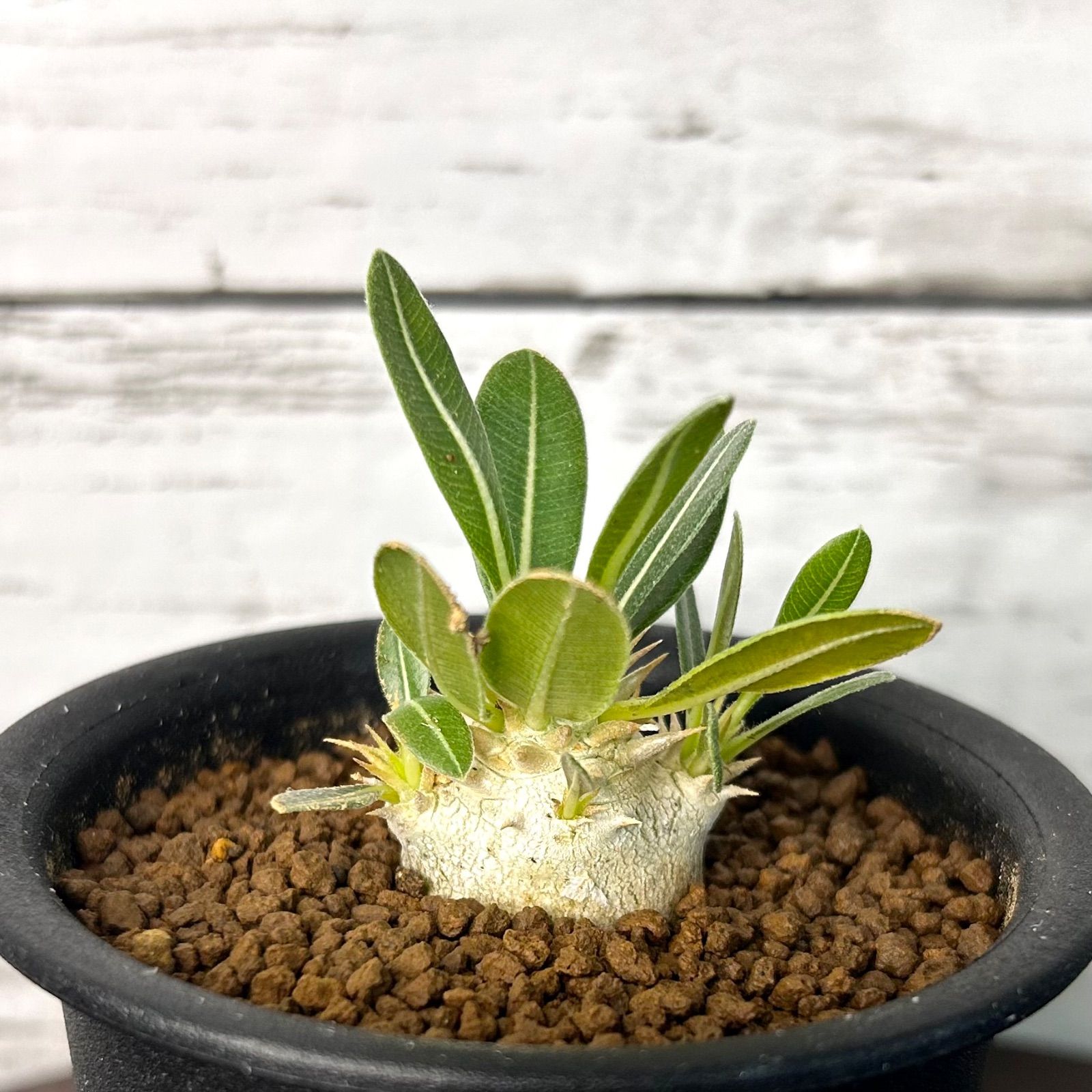 塊根植物 パキポディウム デンシフローラム var.ブレビカリックス