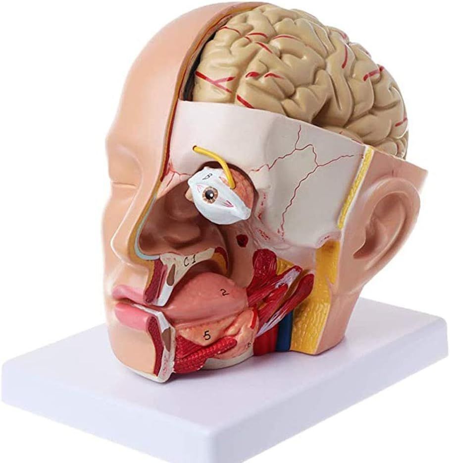 模型は心を持ちうるか 人工知能・認知科学・脳生理学の焦点 模型は心を