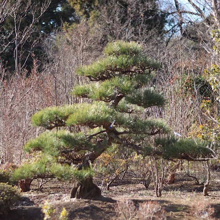 黒松 庭木 樹高210cm ◆ 近畿地方限定送料無料 楽天市場】（株）一樹園 山採り黒松 庭木／樹齢100年 植木 庭園