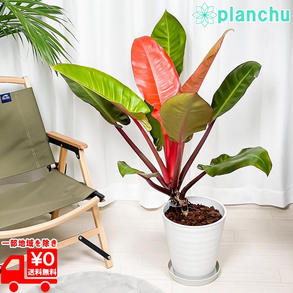 ペラルゴニウム　コチレドニス　塊根植物 多幹型 　冬型塊根 ペラルゴニウム コチレドニス 塊根植物 多幹型 冬型塊根 多肉植物 鉢