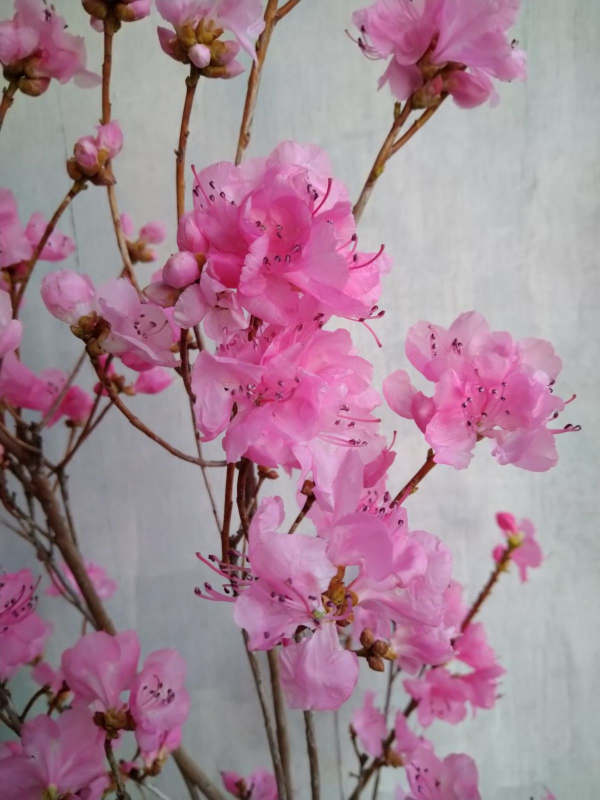 厳選桜ゲンカイツツジ株立ち
