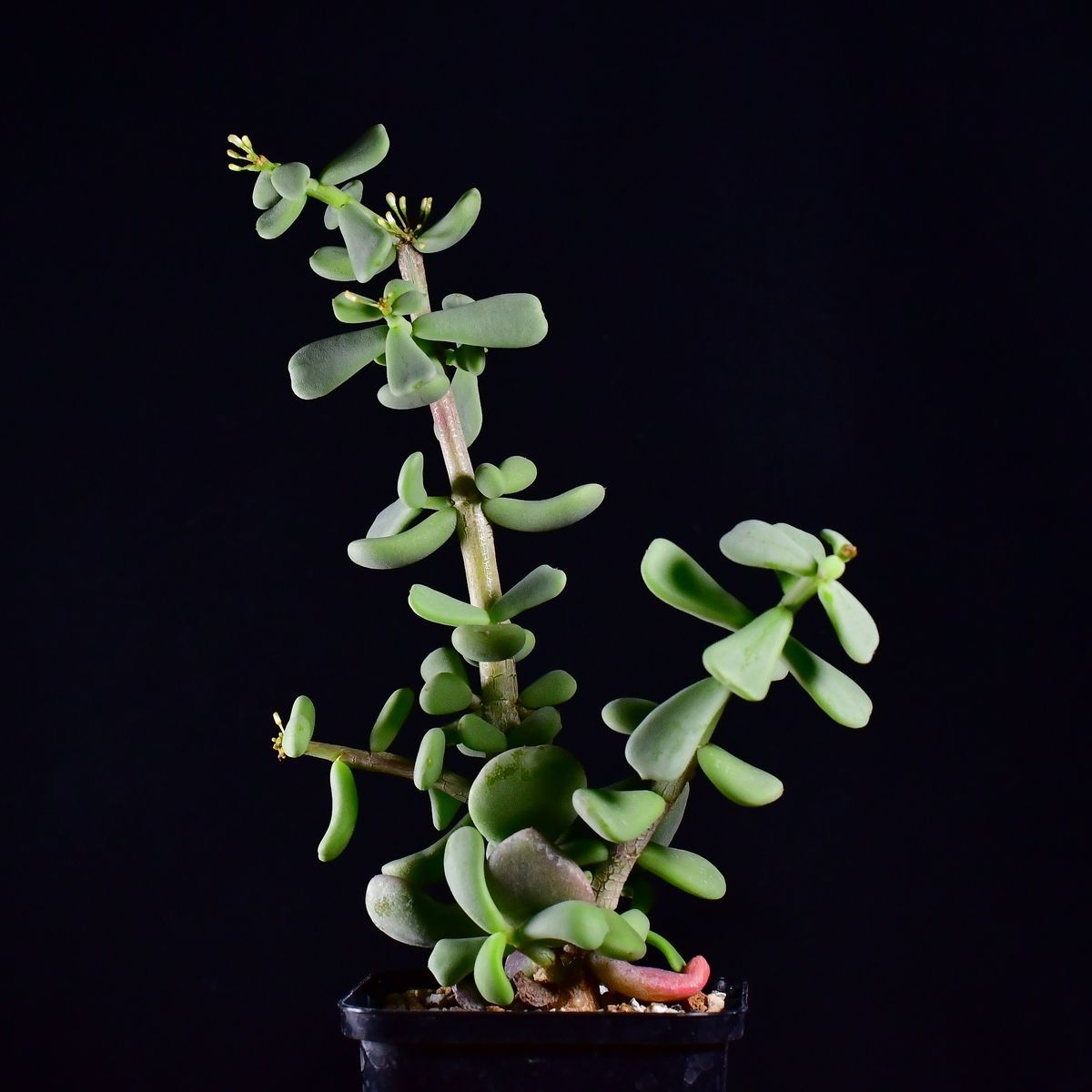 3U8 実生 ケラリア・ピグマエア Ceraria pygmaea コーデックス