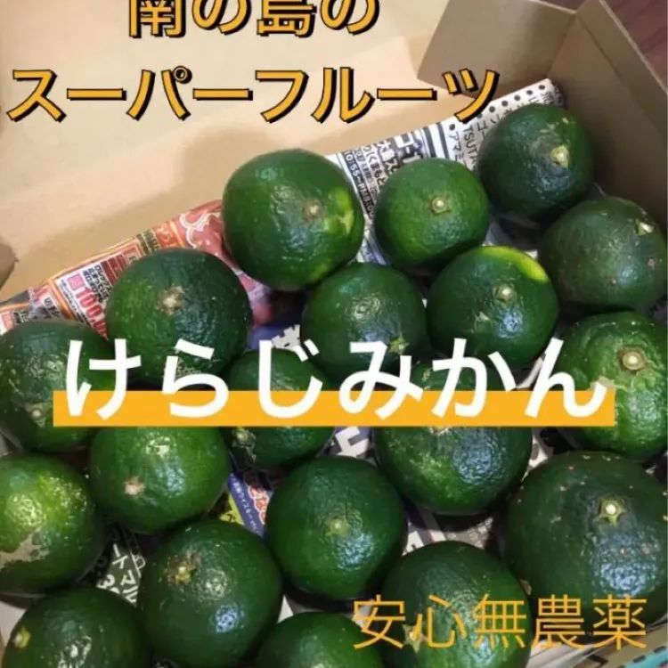 奄美大島から実生のケラジミカン 希少！喜界島ケラジみかん約1kg 奄美産 ポリメトキシフラボノイド豊富