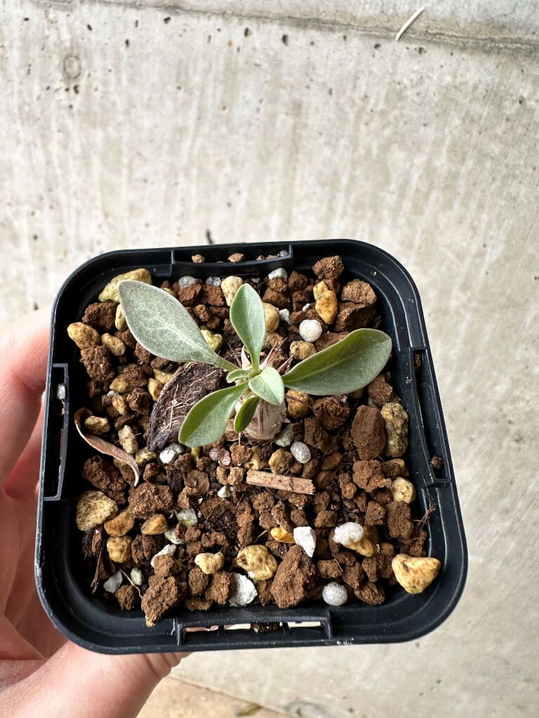 現品限り】フォークイエリア・コルムナリス 観峰玉【S5】 Fouquieria