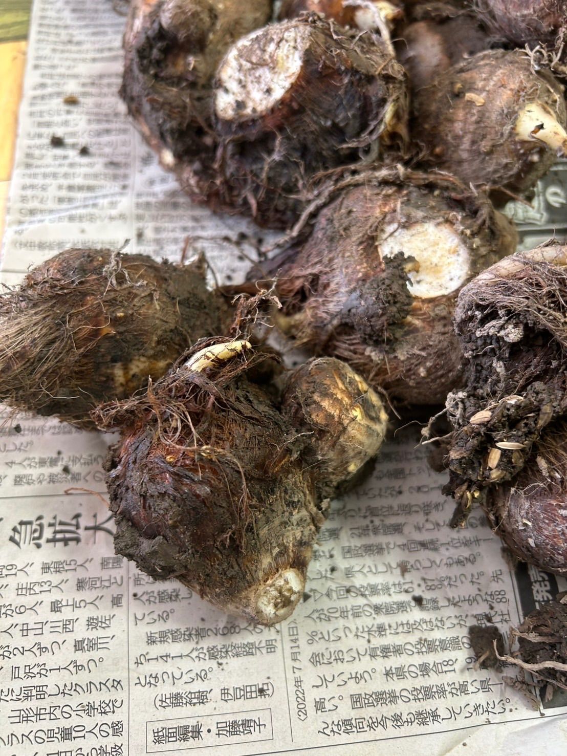 土垂