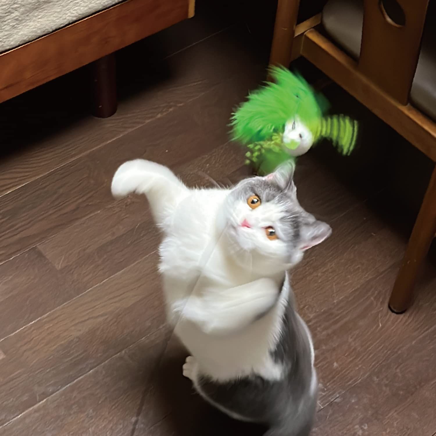 キャティーマン