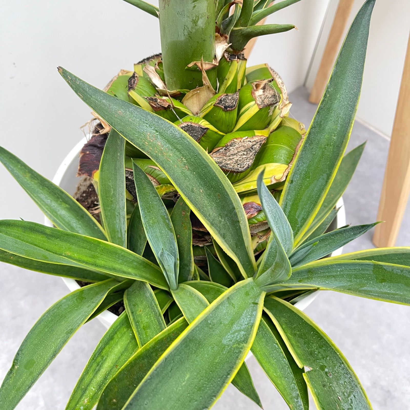 カ*ぃ様 アガベ・ベネズエラ【美株】観賞用・ドライガーデン・ロックガーデン葉先6 カ*ぃ様 アガベ・ベネズエラ【美株】観賞用・ドライガーデン・ロック