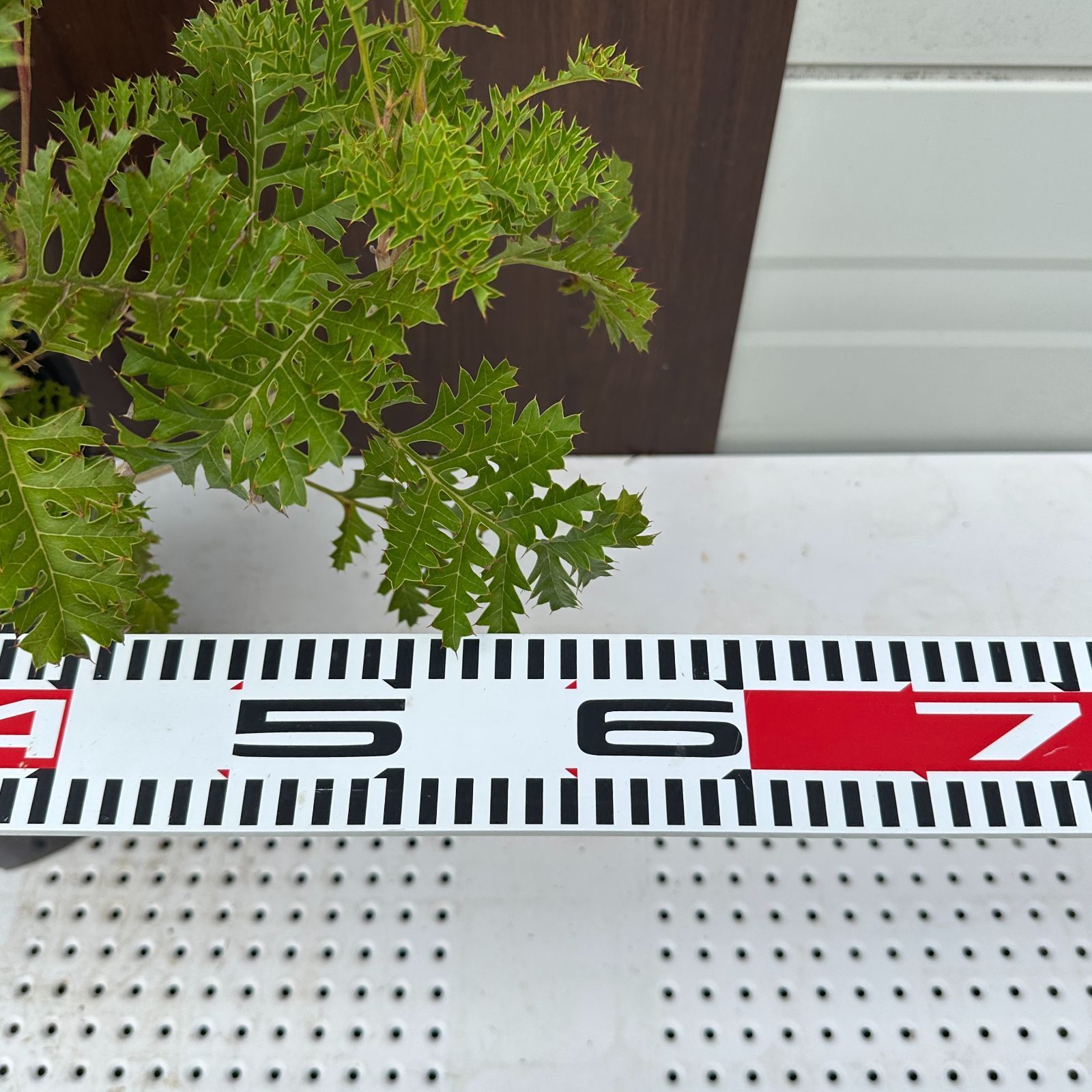 現品 ④ グレビ グレープ ビピナティフィーダ 8号 激 オージープランツ YUZUMIYA_COM