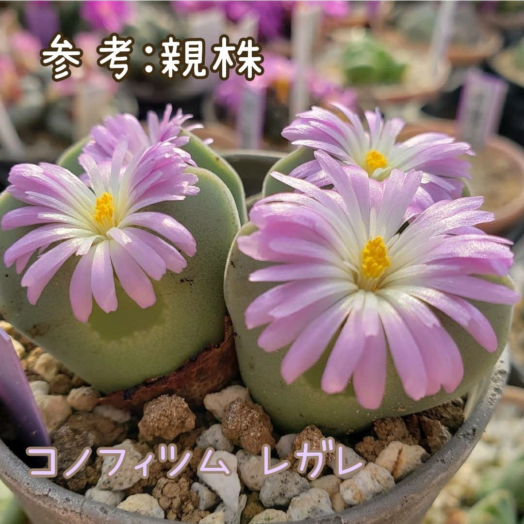 種子２０粒 コノフィツム レガレ Conophytum regale 多肉植物 ビザールプランツ 珍奇植物 - メルカリ