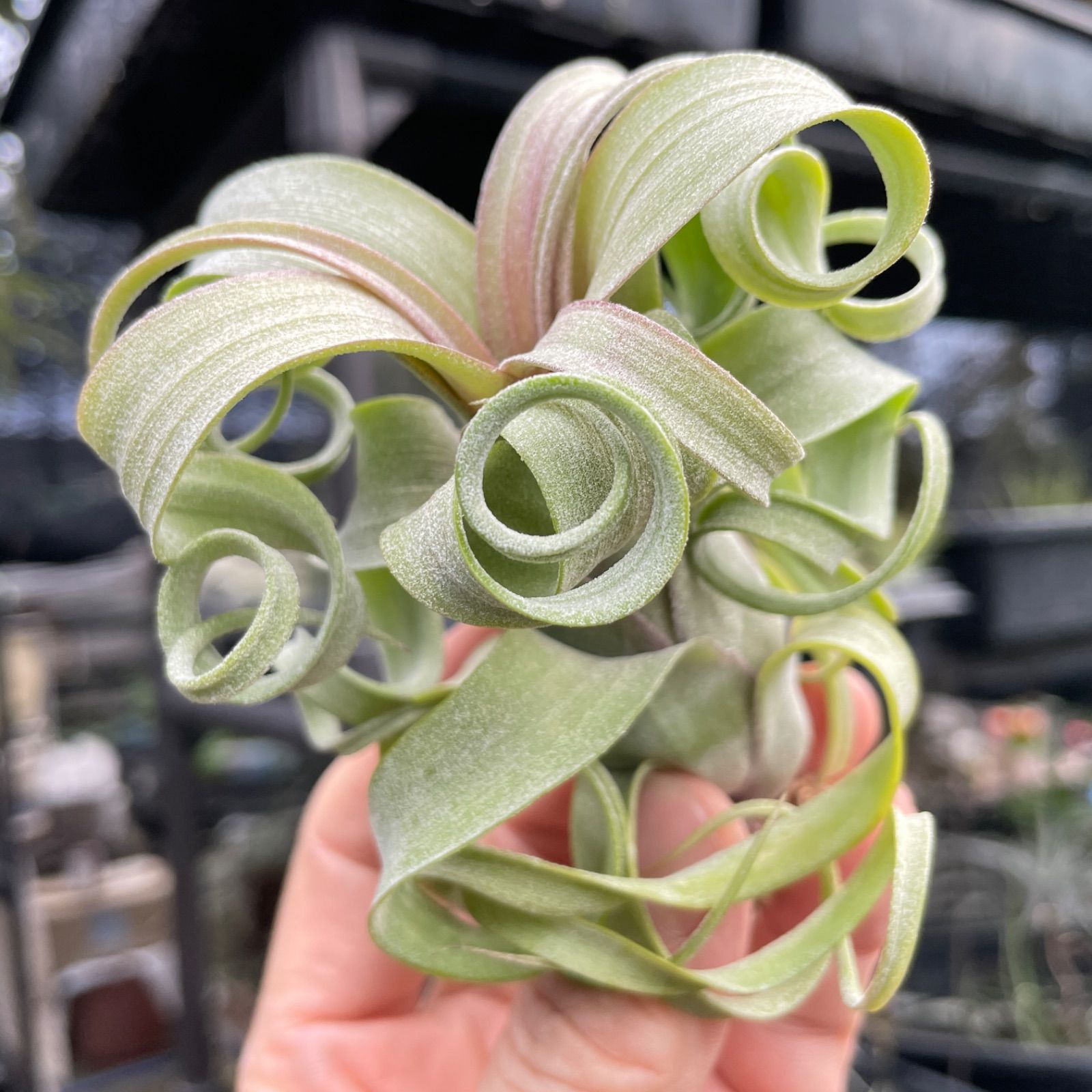 くりんくりん強カール株＊チランジア カーリースリム Tillandsia