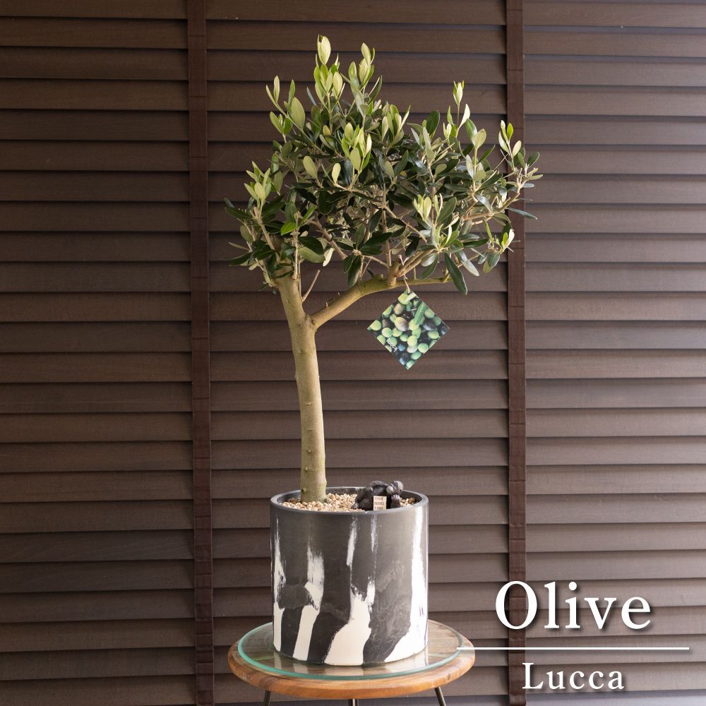 観葉植物 創樹 Olive オリーブの木 盆栽 ルッカ SOUJU Lucca BONSAI