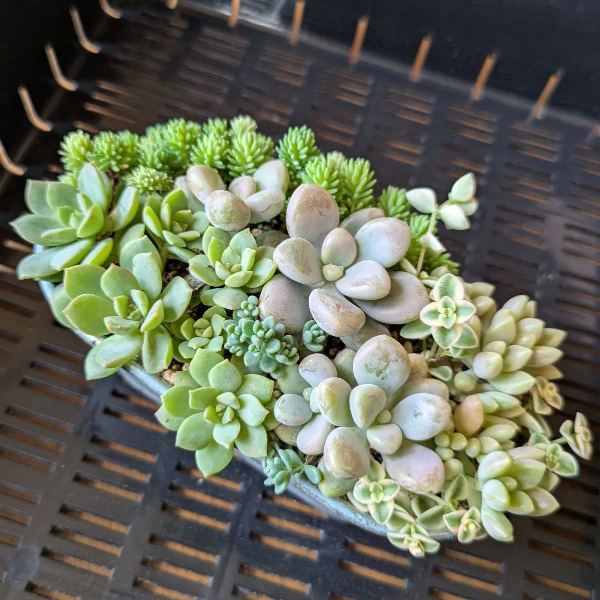 多肉植物 だるま秀麗♡4頭♡抜き苗 多肉植物 だるま秀麗♡4