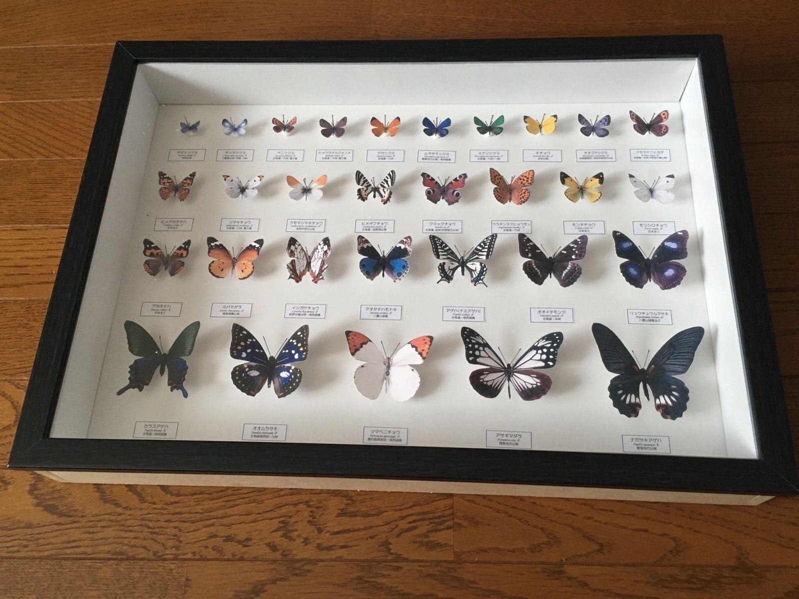 蝶の標本ペーパークラフトA4サイズ完成品