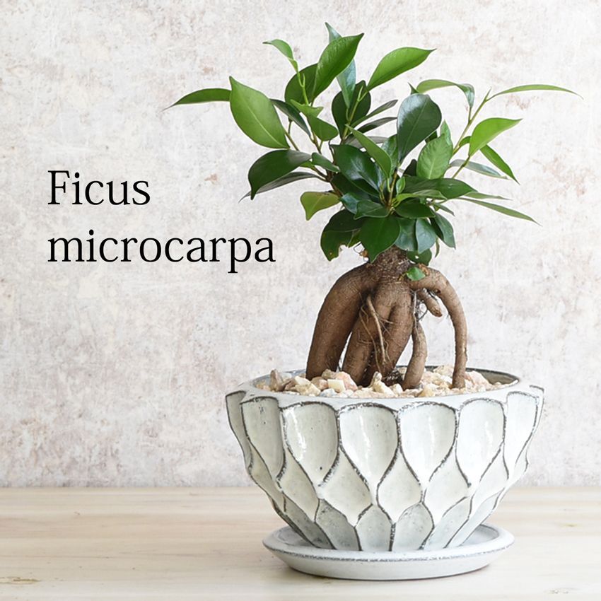 光触媒 人工観葉植物 ウォールグリーン フェイクグリーン 壁掛け851536