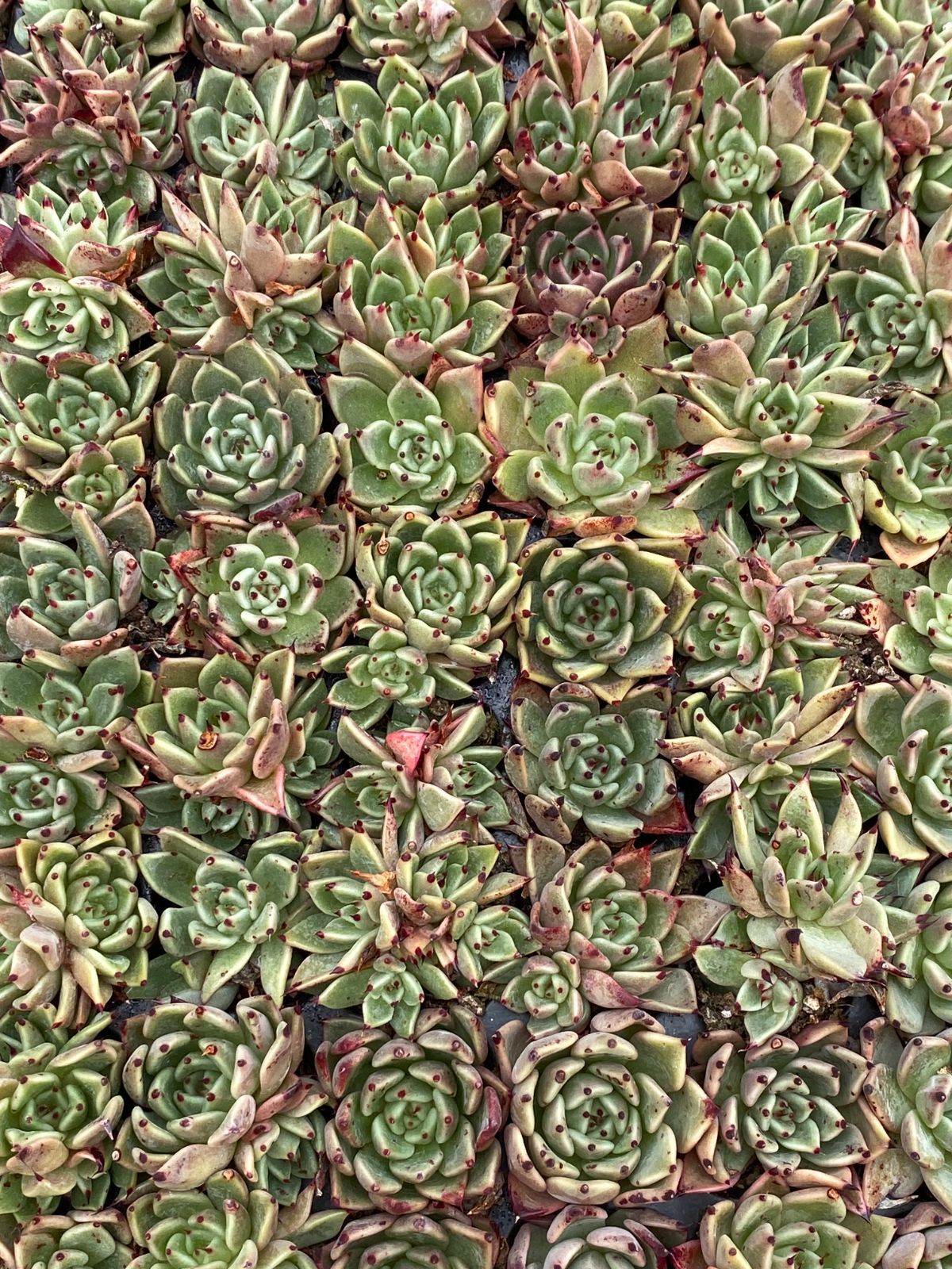 新入荷 紗羅姫雑 XQS32×105苗 土付き 多肉植物 詰め合わせ エケベリア サボテン 韓国苗