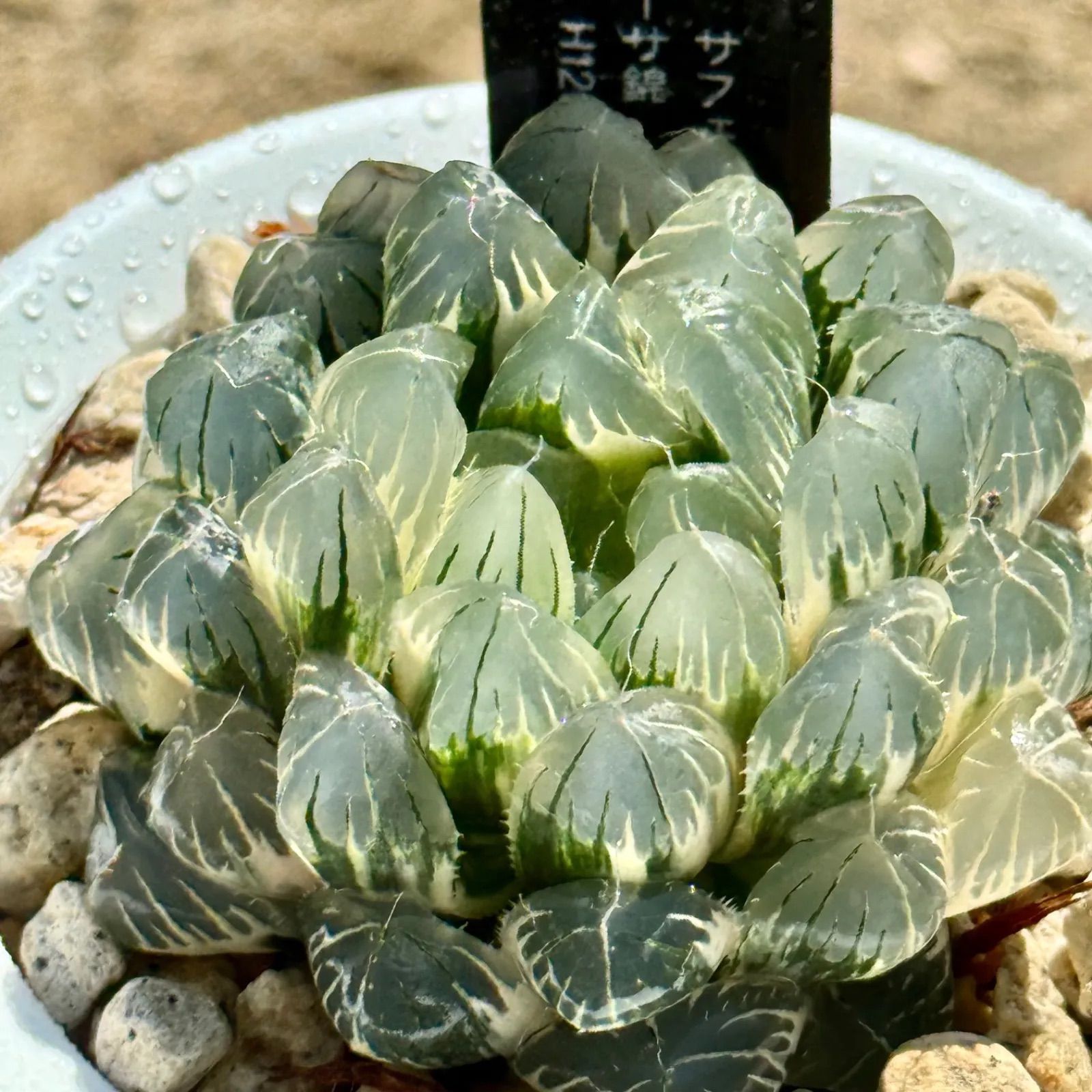 Fiesta Millennium Ⅲ ライムグリーン 花瓶 Fiesta Millennium Ⅲ ライムグリーン 花瓶 【公式通販】