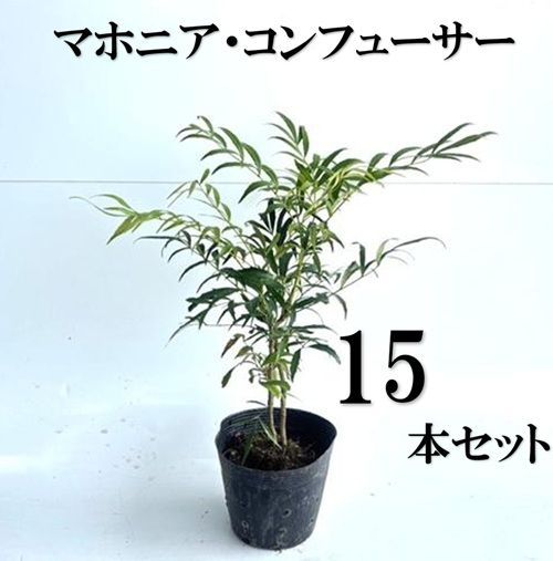 15本セット マホニア コンフューサ樹高0.3m前後15cmポット