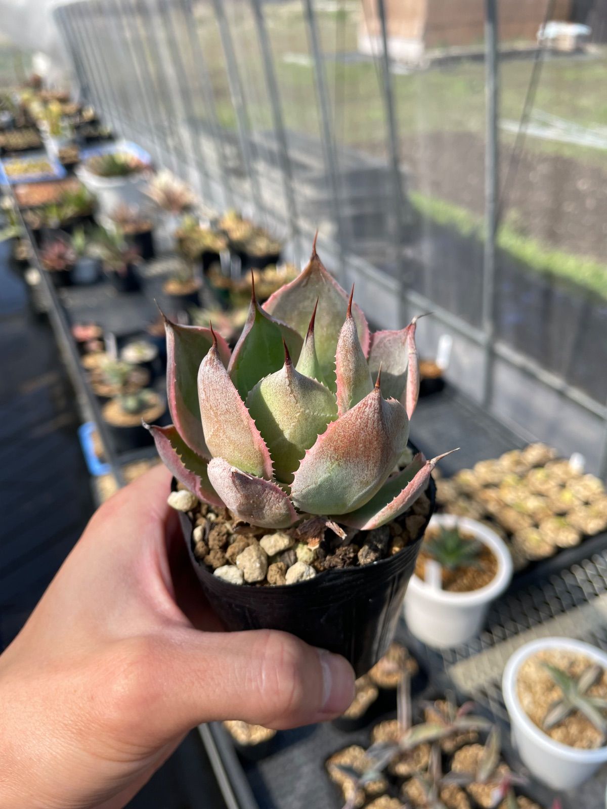 希少子株 アガベ ネバデンシス × コロラータ ハイブリッド ネバコロ