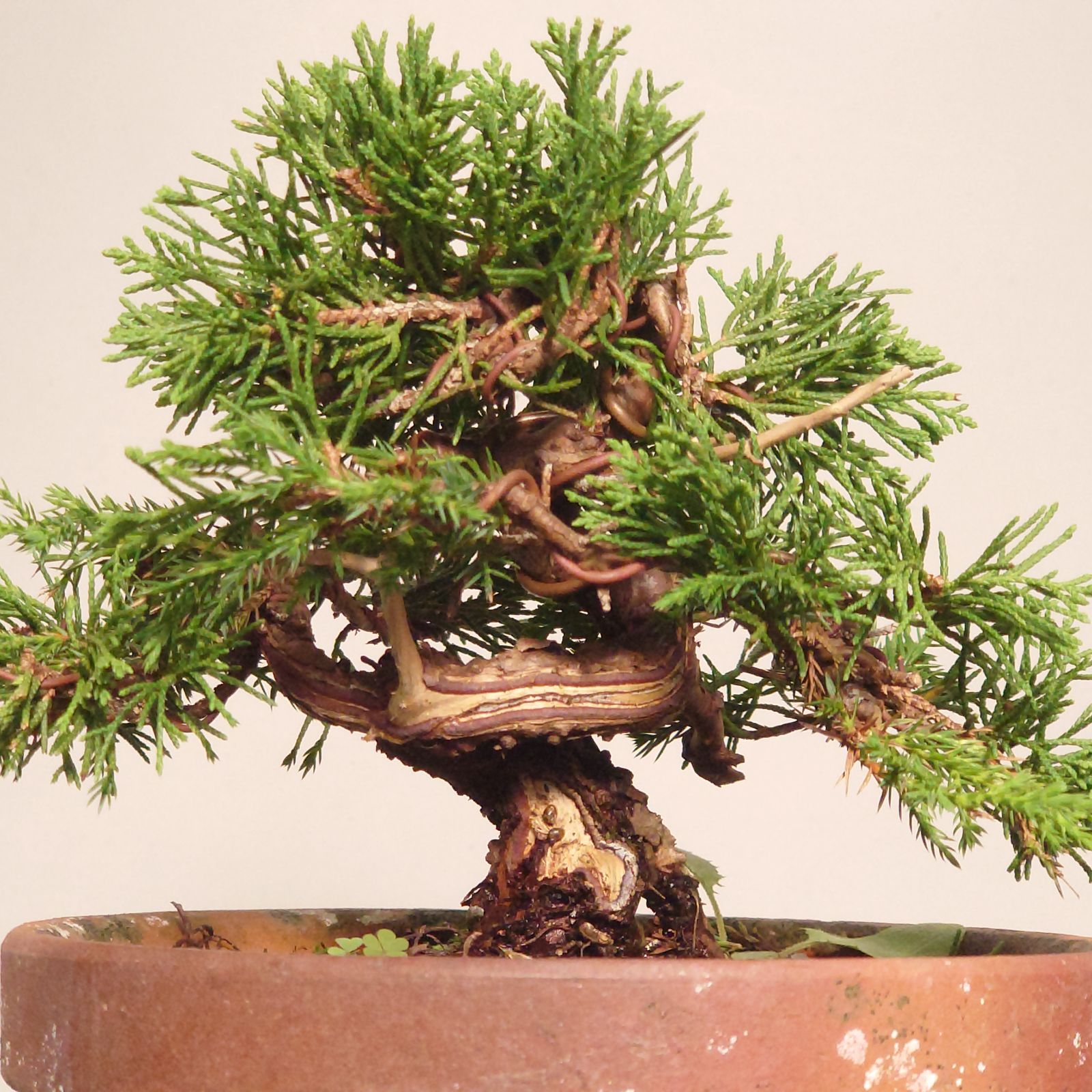 盆栽素材 糸魚川真柏10年×3本セット 盆栽 真柏 素材3 盆栽素材 糸魚川真柏10年×3本セット