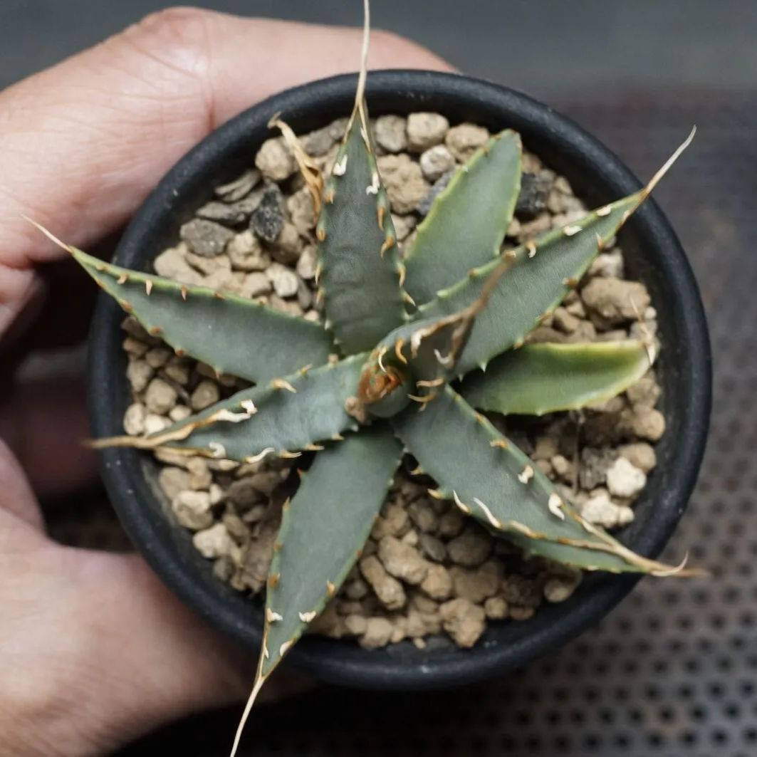 Agave utahensis var. eborispina Agave utahensis var. eborispina