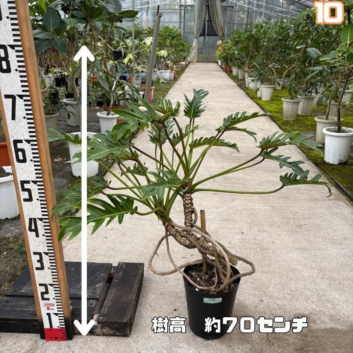 いいネット通販 - 全国送料無料でお届けします 気根立ち仕上げ、フィロデンドロン・クッカバラ10・ 南国の その他観葉植物