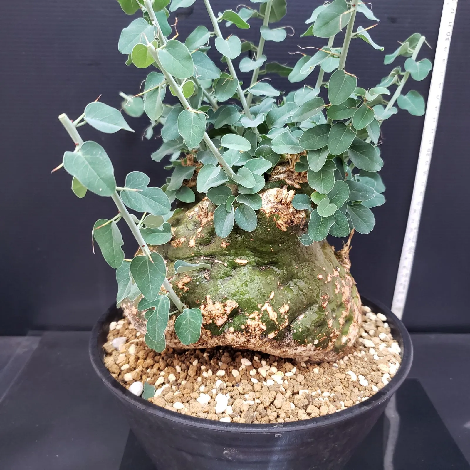 2025年最新】アデニア スピノーサの人気アイテム - メルカリ