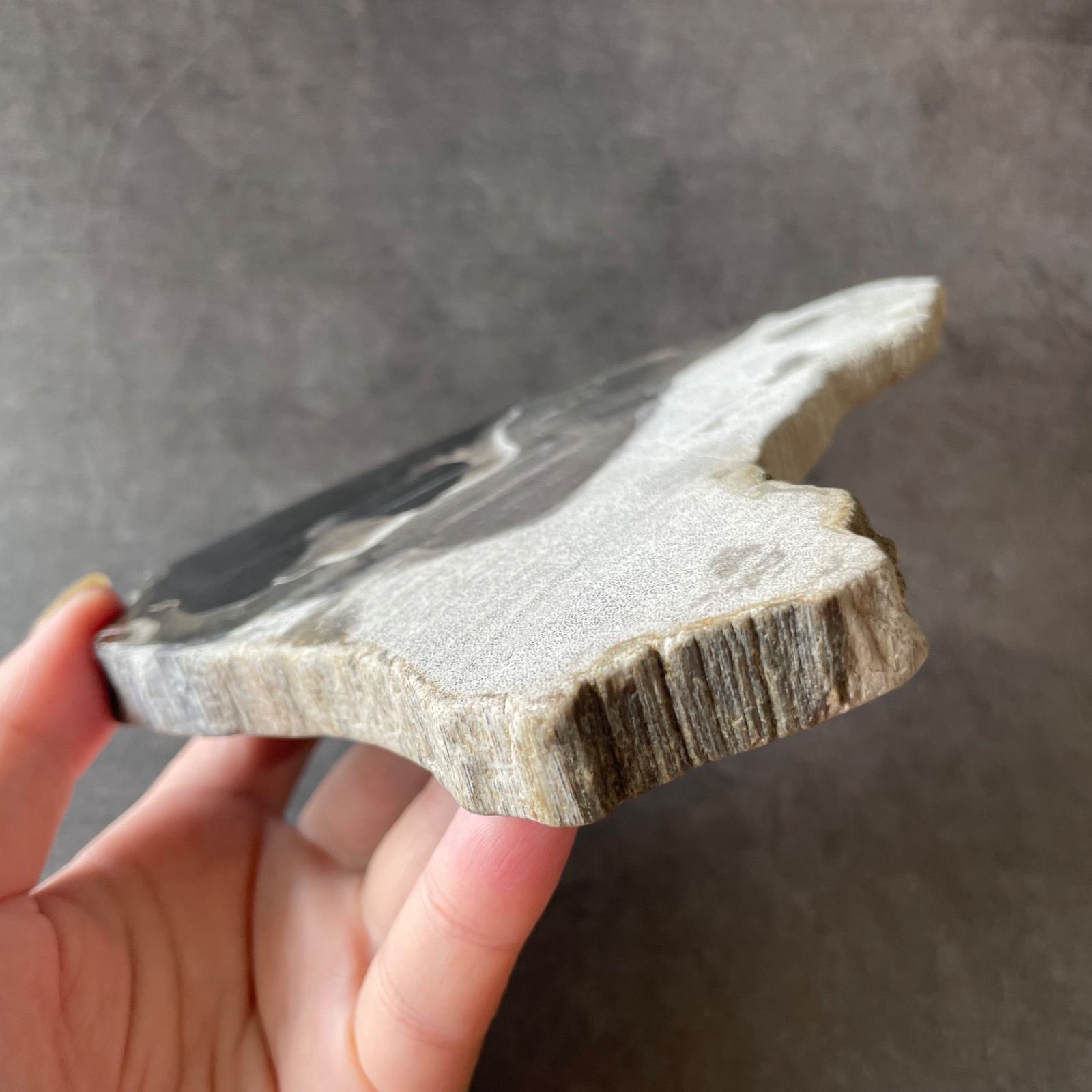 フォロー割あり】インドネシア産♦︎Petrified Wood ペトリファイド