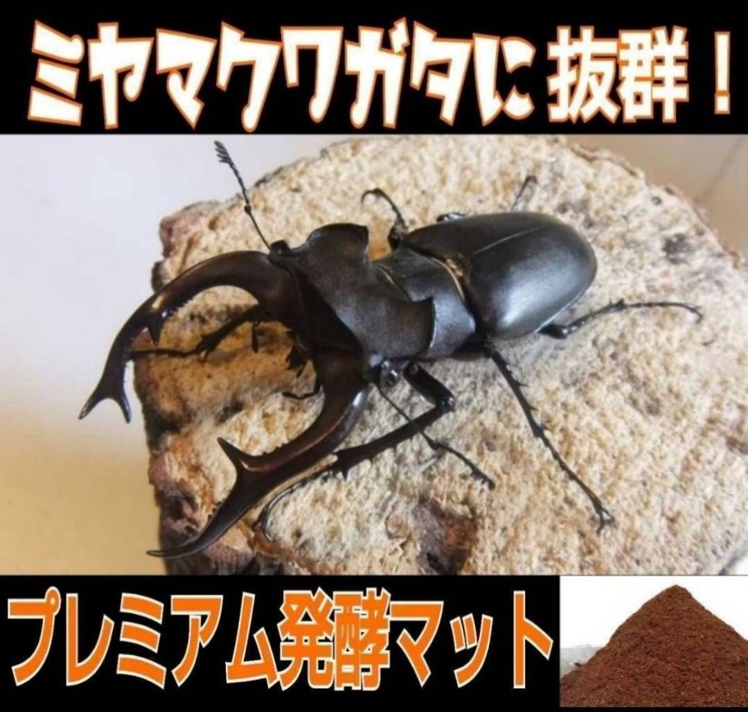 特殊 クワガタ ギネス級種類を生み出す マット | galeriaglaser.com.br